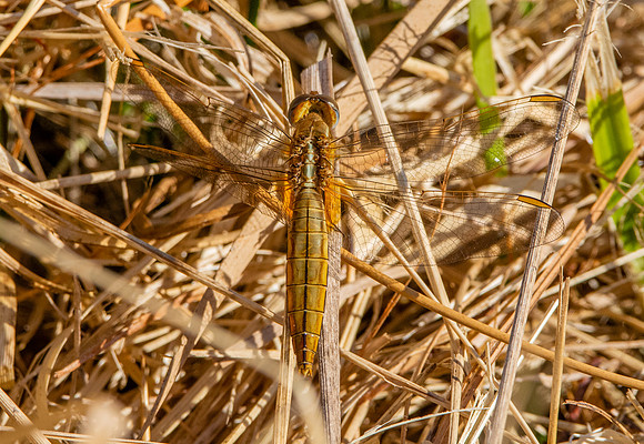Broad scarlet / Scarlet darter - female