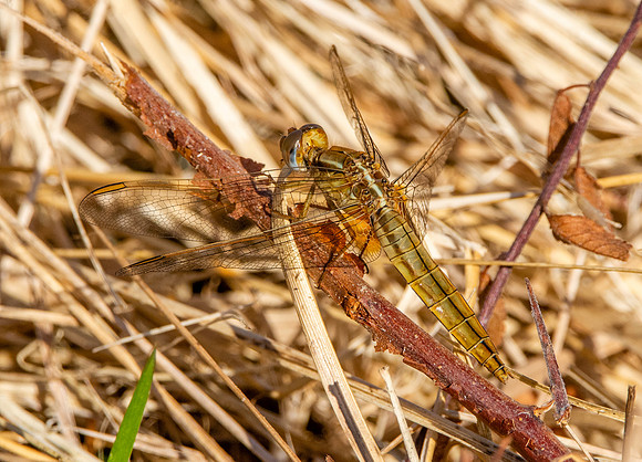 Broad scarlet / Scarlet darter - female