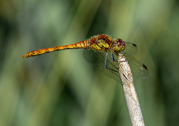 Common darter