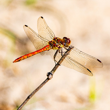 Common darter