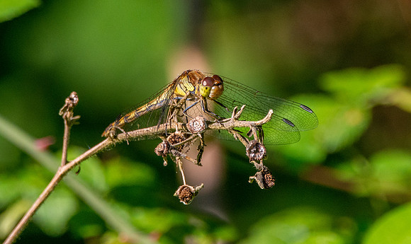 Common darter
