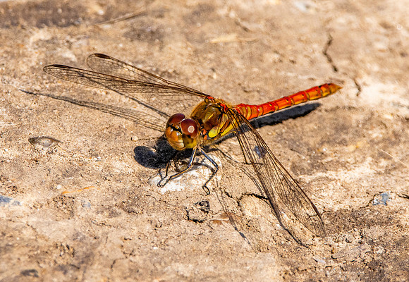 Common darter