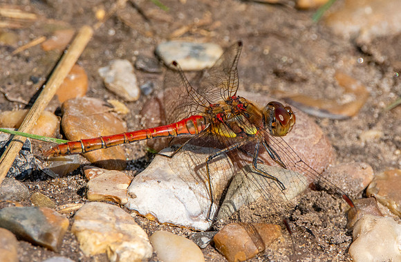 Common darter