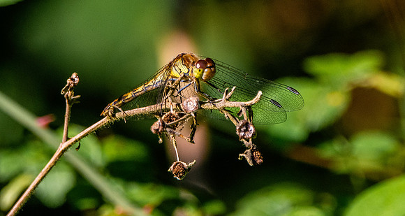 Common darter