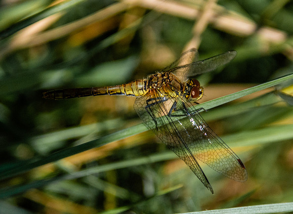 Common darter