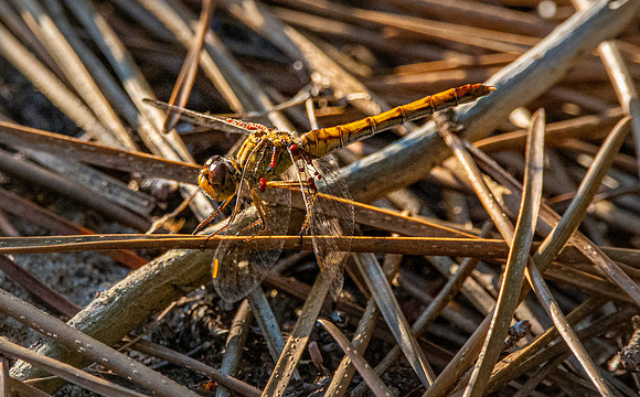 Common darter
