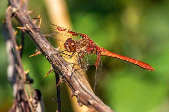 Common darter
