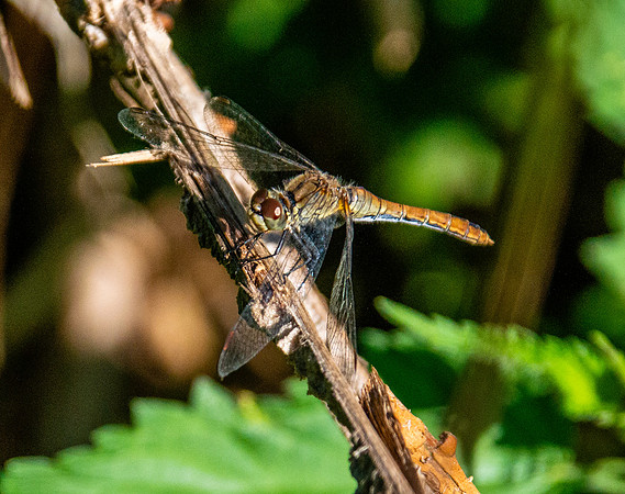 Common darter
