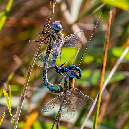 Migrant hawker