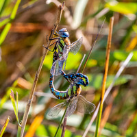 Migrant hawker