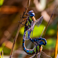 Migrant hawker