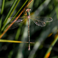 Migrant spreadwing
