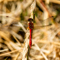 Ruddy darter dragonfly