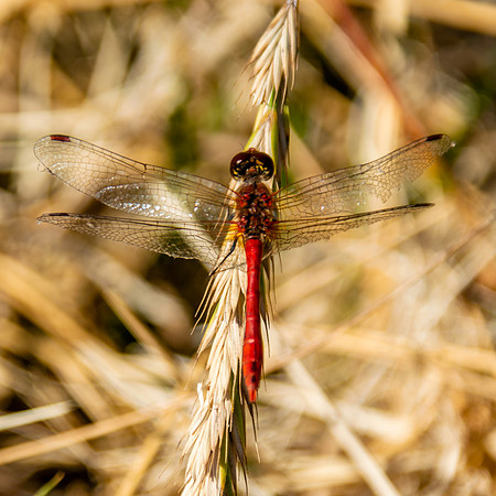 Ruddy darter dragonfly