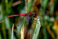Ruddy darter dragonfly