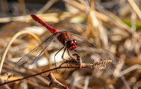 Ruddy darter dragonfly