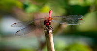 Ruddy darter dragonfly