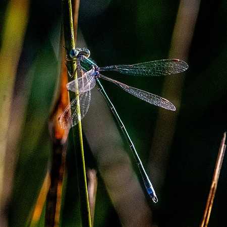 Small spreadwing