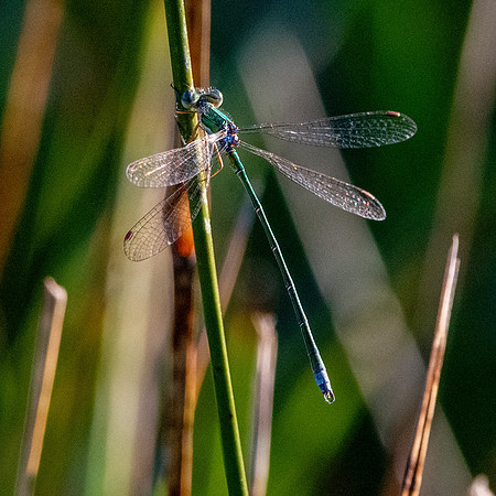 Small spreadwing
