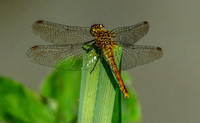 Yellow winged darter