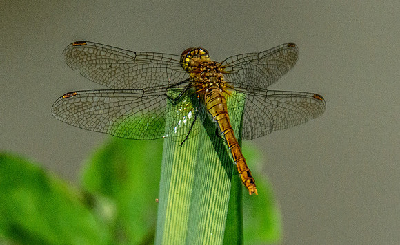 Yellow winged darter