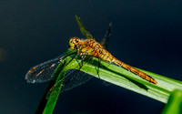 Yellow winged darter