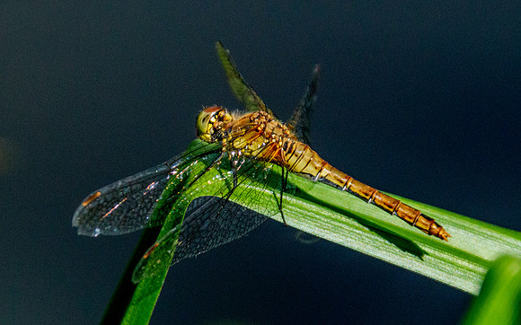 Yellow winged darter
