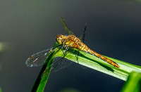 Yellow winged darter