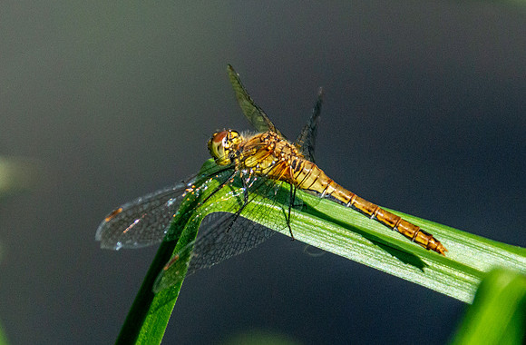 Yellow winged darter