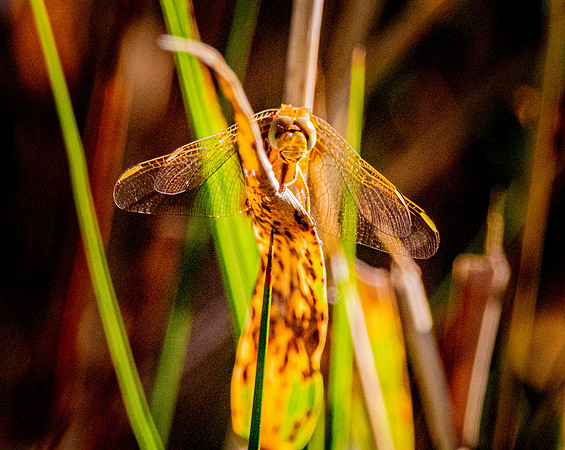 Yellow winged darter