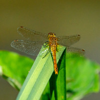 Yellow winged darter