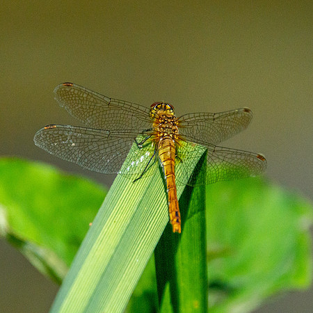 Yellow winged darter