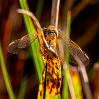 Yellow winged darter
