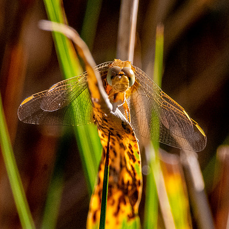 Yellow winged darter