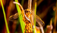 Yellow winged darter