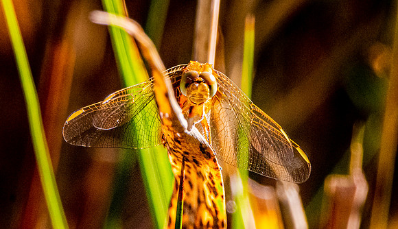 Yellow winged darter