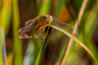 Yellow winged darter