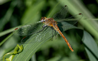 Yellow winged darter
