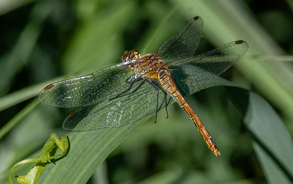 Yellow winged darter