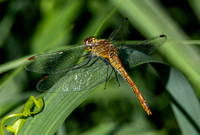 Yellow winged darter