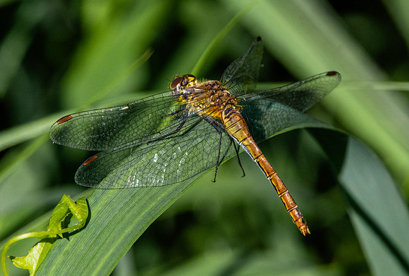 Yellow winged darter