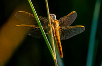 Yellow winged darter