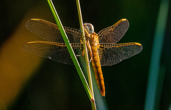 Yellow winged darter