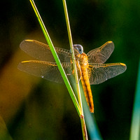 Yellow winged darter