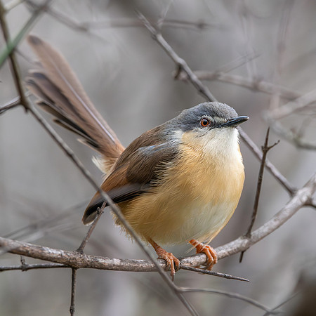 Ashy prinia