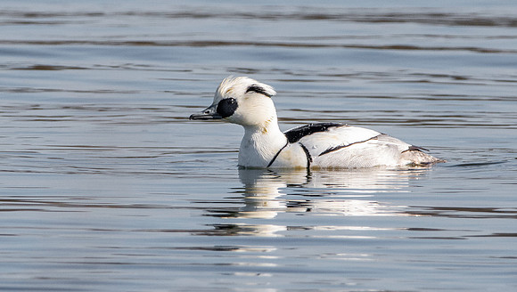 Smew, male
