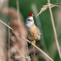 Great Reed Warbler, singing