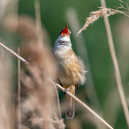 Great Reed Warbler, singing