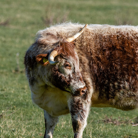 English longhorn cattle