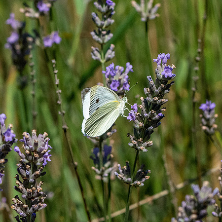 Cabbage white butterfly